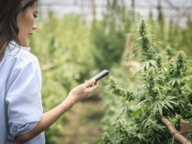 entreprendre business cbd